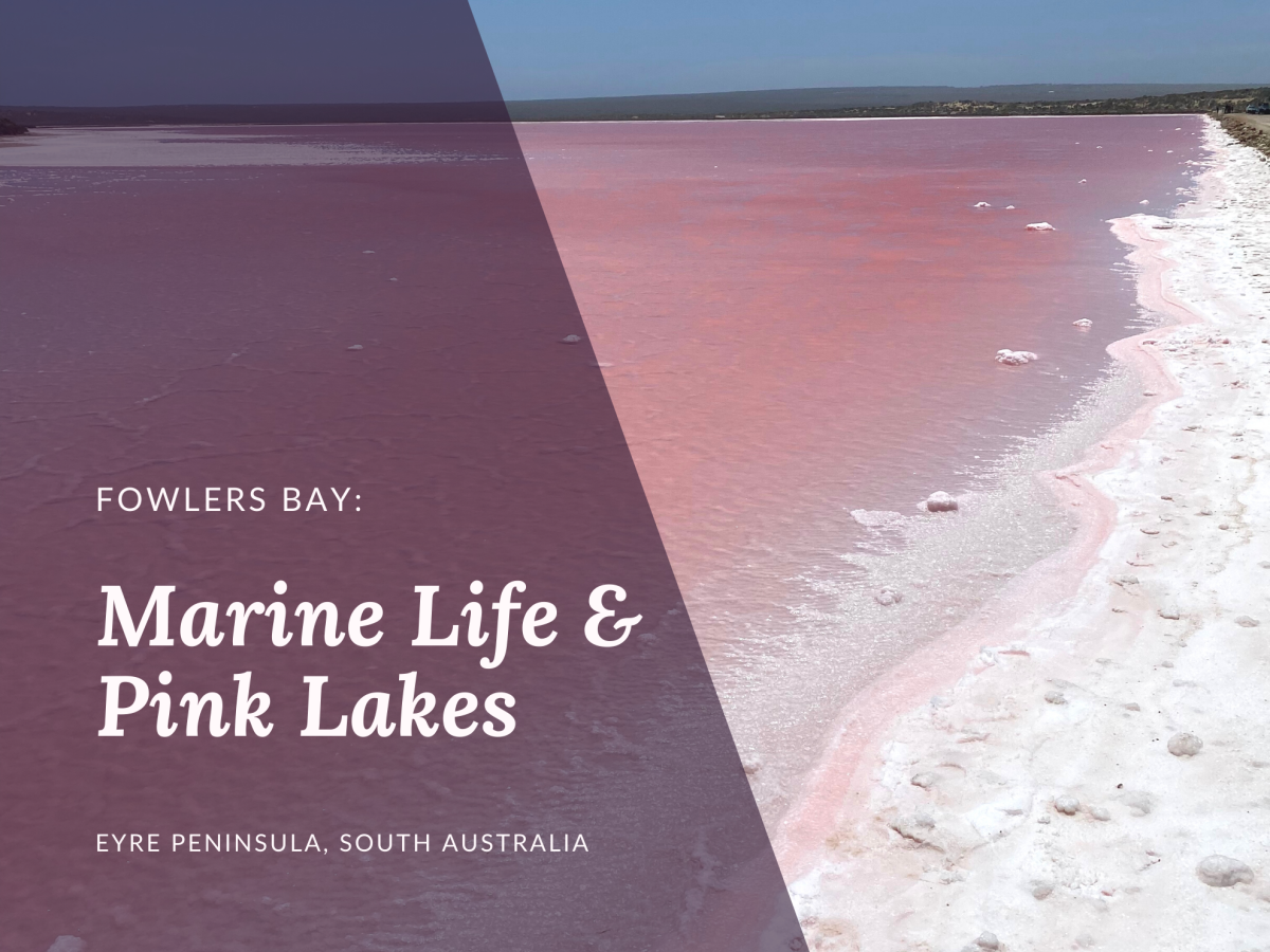 5 Things to Do at Fowlers Bay, South Australia